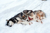 Siberian Husky sled dogs resting, Riisitunturi National Park, Lapland, Finland, February
