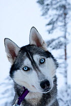 Siberian Husky sled dog portrait, with head cocked to one side, Riisitunturi national park, Lapland, Finland, July
