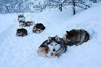 Siberian Husky sled dogs resting in snow, inside Riisitunturi national park, Lapland, Finland