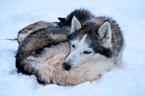 Siberian Husky sled dog resting in snow, Riisitunturi national park, Lapland, Finland, February