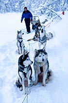 Siberian husky sled dogs, with sled guide, Riisitunturi National Park, Lapland, Finland