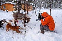 Photographer taking picture of dog and Reindeer (Rangifer tarandus) with sledge, Arctic circle Dive Center, White Sea, Karelia, Northern Russia, April 2009