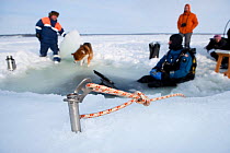 An ice piton is used to connect diver to the surface, before entry hole (maina) Arctic circle Dive Center, White Sea, Karelia, Northern Russia, March 2010