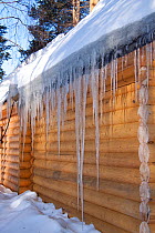 Icicles haning from roof of log cabin, Arctic circle Dive Center, White Sea, Karelia, Northern Russia, March 2010