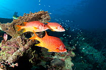 Three Sabre squirrelfish (Sargocentrum spiniferum) under hard coral, Maldives, Indian Ocean