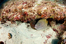 Honeycomb moray (Gymnothorax favagineus) Maldives, Indian Ocean