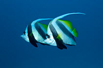 Longfin bannerfish (Heniochus acuminatus) Maldives, Indian Ocean
