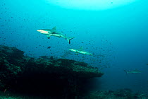 Grey reef sharks (Carcharhinus amblyrhynchos) swimming though shoal of fish, Maldives, Indian Ocean