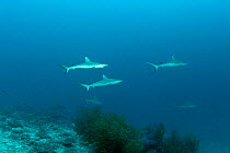 Shooling Grey reef sharks (Carcharhinus amblyrhynchos) Maldives, Indian Ocean