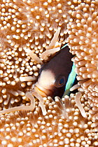 Yellow-tail anemonefish (Amphiprion sebae) in  anemone, Maldives, Indian Ocean