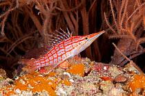 Longnose hawkfish (Oxycirrhites typus) Maldives, Indian Ocean