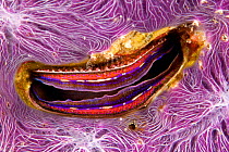 Bivalve scallop (Pedum spondyloideum) inside a coral covered with purple sponge, Maldives, Indian Ocean