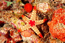 Necklace sea star (Fromia monilis) Maldives, Indian Ocean