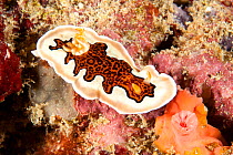 Nudibranch (Chromodoris gleniei) Maldives, Indian Ocean