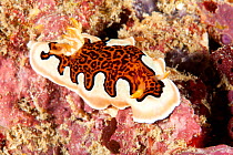 Nudibranch (Chromodoris gleniei) Maldives, Indian Ocean