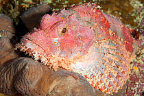 Tasseled scorpionfish (Scorpaenopsis oxycephala) Maldives, Indian Ocean