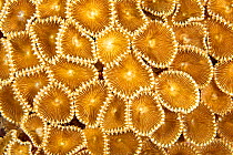 Colonial anemone (Protopalythoa sp.) Maldives, Indian Ocean