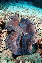 Giant clam (Tridacna sp.) Maldives, Indian Ocean