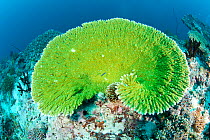 Brush Coral (Acropora hyacinthus) Maldives, Indian Ocean