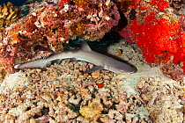Whitetip reef shark (Triaenodon obesus) on the sea floor, Maldives, Indian Ocean