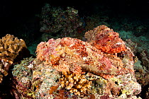 Two Tasseled scorpionfish (Scorpaenopsis oxycephala) Maldives, Indian Ocean