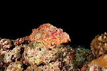 Tasseled scorpionfish (Scorpaenopsis oxycephala) Maldives, Indian Ocean