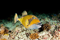 Titan trigger fish  (Balistoides viridescens) Maldives, Indian Ocean