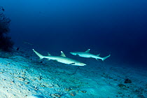 Two whitetip reef sharks (Triaenodon obesus) swimming past each other, Maldives, Indian Ocean