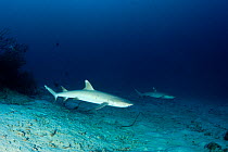 Whitetip reef shark (Triaenodon obesus) Maldives, Indian Ocean
