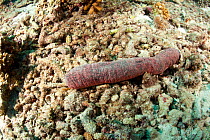 Sea cucumber (Holothuria edulis) Maldives, Indian Ocean