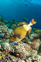 Titan trigger fish (Balistoides viridescens) foraging amongst coral for mussels, Maldives, Indian Ocean