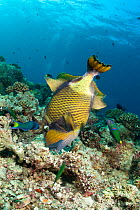 Titan trigger fish (Balistoides viridescens) foraging in coral for mussels, Maldives, Indian Ocean