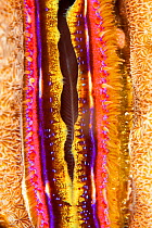 Coral clam (Pedum spondyloideum) close up,  Maldives, Indian Ocean