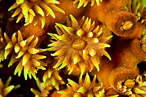 Polyp detail of coral (Tubastraea micrantha) Maldives, Indian Ocean