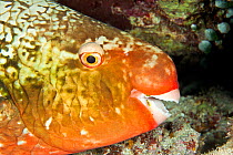 Ember parrotfish (Scarus rubroviolaceus) Maldives, Indian Ocean