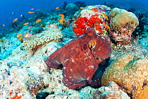 Octopus (Octopus vulgaris) male, Maldives, Indian Ocean