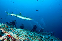 Scuba divers watching Whitetip reef shark (Triaenodon obesus) Maldives, Indian Ocean