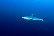 Grey reef shark (Carcharhinus amblyrhynchos) Maldives, Indian Ocean
