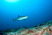 Whitetip reef shark (Triaenodon obesus) Maldives, Indian Ocean