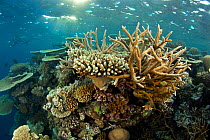 Reef covered with hard corals, Brush Coral (Acropora hyacinthus) Robust Acropora (Acropora robusta) and other Acropora, Maldives, Indian Ocean