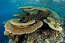 Reef covered with hard corals, Brush Coral (Acropora hyacinthus) Robust Acropora (Acropora robusta) and other Acropora, Maldives, Indian Ocean