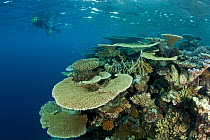 Snorkeler and reef covered with hard corals, Brush Coral (Acropora hyacinthus) Robust Acropora (Acropora robusta) and other Acropora, Maldives, Indian Ocean