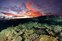 Reef under the surface of shallow waters, at sunset, covered with hard corals, Brush Coral (Acropora hyacinthus) Robust Acropora (Acropora robusta) and other Acropora, Maldives, Indian Ocean