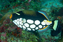 Clown triggerfish (Balistoides conspicillum) Maldives, Indian Ocean