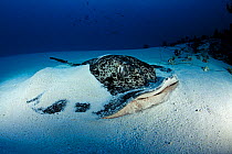 Marbled stingray (Taeniura meyeni) covered in sand, Mulaku Kandu, Maldives, Indian Ocean