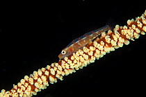Wire coral goby (Bryaninops yongei) on wire coral, Maldives, Indian Ocean