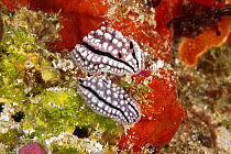 Nudibranches (Phyllidiella rudmani) Maldives, Indian Ocean