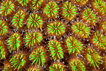 Polyps of cushion coral (Galaxea fascicularis) Maldives, Indian Ocean