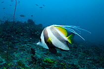 Longfin bannerfish (Heniochus acuminatus) with a malformation of the banner, Maldives, Indian Ocean