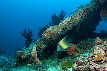 Semicircle angelfish (Pomacanthus semicirculatus) Maldives, Indian Ocean,